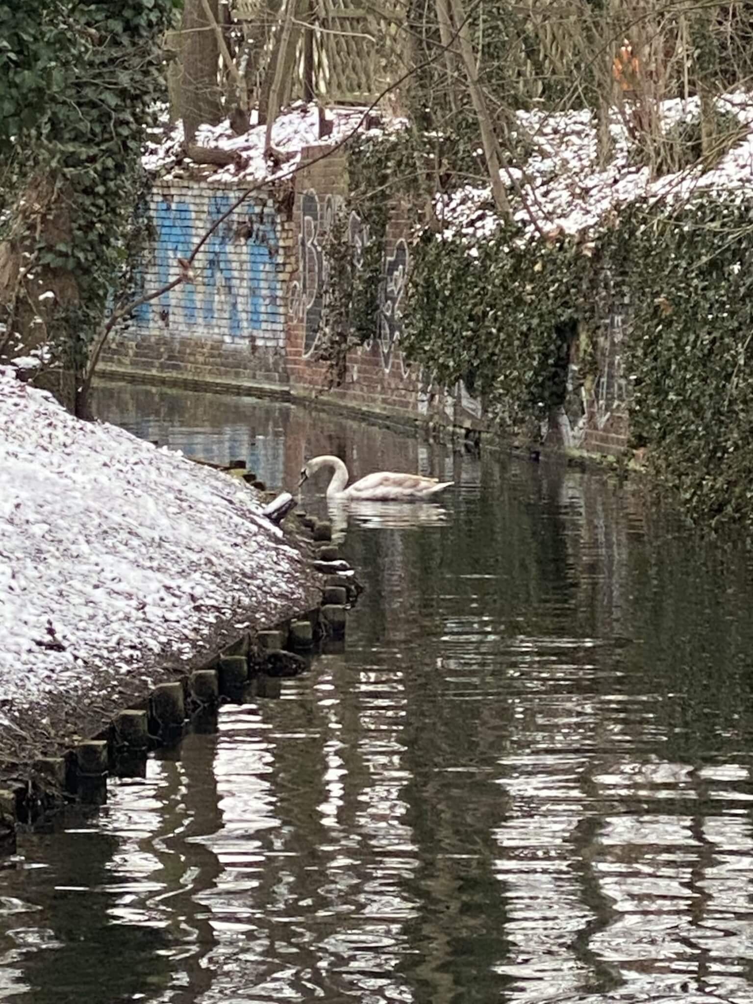 Schwan im Winter in einem Kanal schwimmend